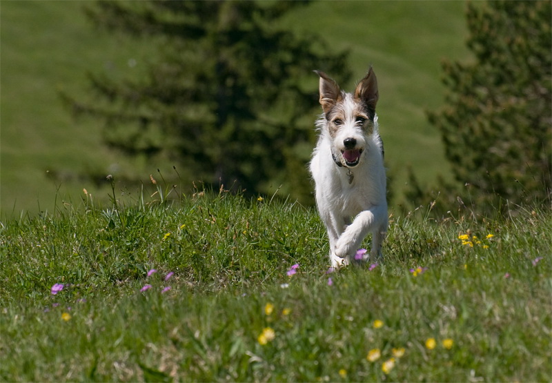 Felix Südtirol D35_5005 als Smart-Objekt-1 Kopie.jpg